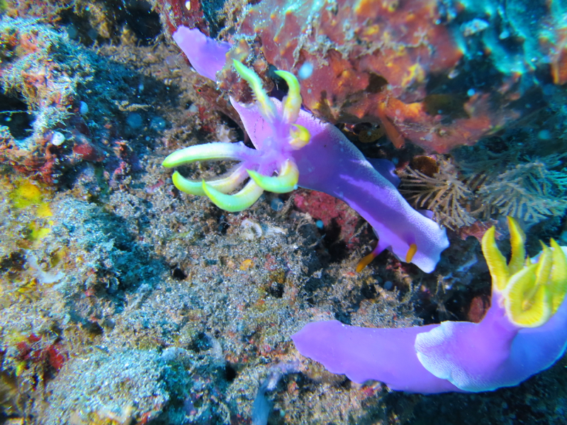 Gilli Islands - Lombok - Indonesia