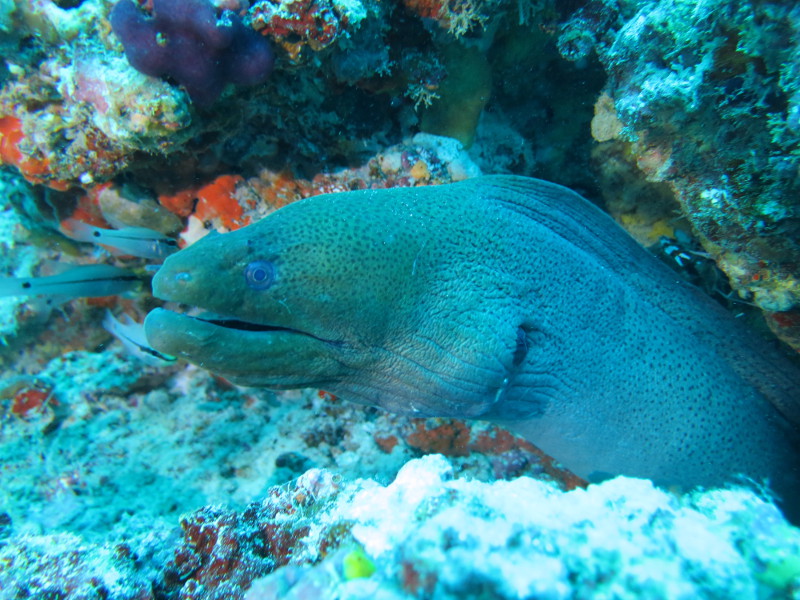 Maldives - April 2019